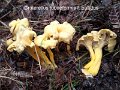 Craterellus tubaeformis f.pallidus-amf385